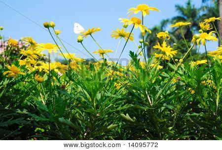 orange blomster (skov af blomster)