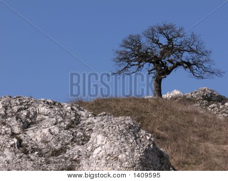 Quercia, rocce bianche e blu cielo