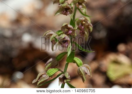 Flowers of a Broad leaved helleborine (Epipactis helleborine) a wild orchid from Europe.