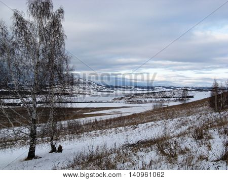 the snowy landscape with a birch. winter.
