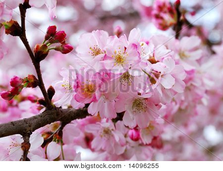 kirsebærblomster