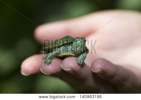 Nature Concept. Woman's hand holds red ear tortoise with blurry green background.