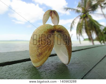 Two seashells on sea background on a wooden table