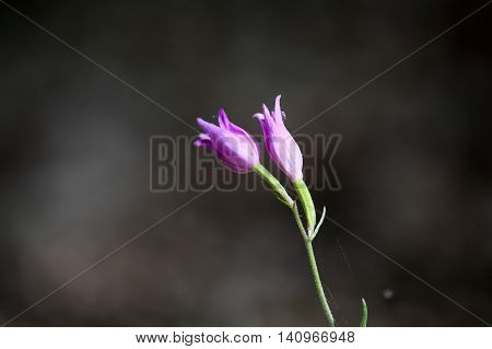 Flower of a Red Helleborine (Cephalanthera rubra) a wild orchid from Europe.