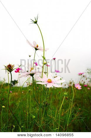 blomster (skov af blomster)