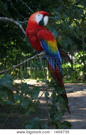 Multi Color Parrot