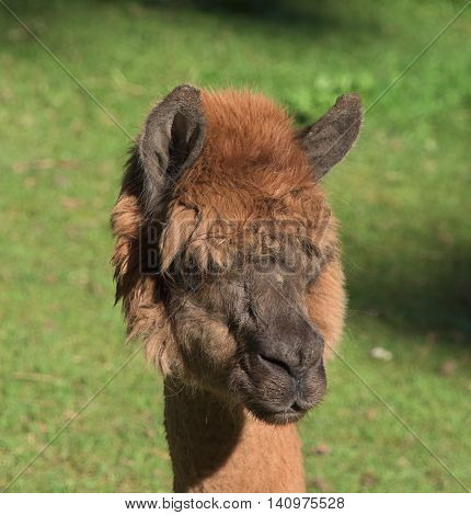 Llamas in Gehege national park in sunny summer morning