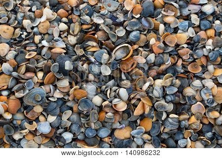A Wide Variety Of Seashells Display Texture And Color On A Sandy Beach While Photographed In Early M