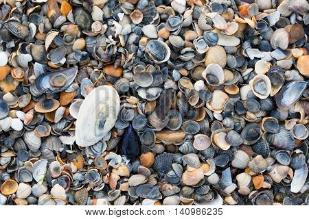 A Wide Variety Of Seashells Display Texture And Color On A Sandy Beach While Photographed In Early M