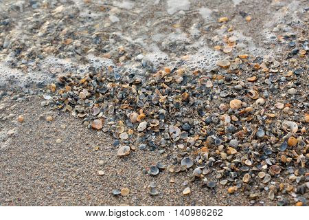 A Wide Variety Of Seashells Display Texture And Color On A Sandy Beach While Photographed In Early M