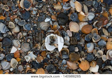 A Wide Variety Of Seashells Display Texture And Color On A Sandy Beach While Photographed In Early M