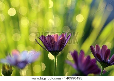 In my garden the sun shines 