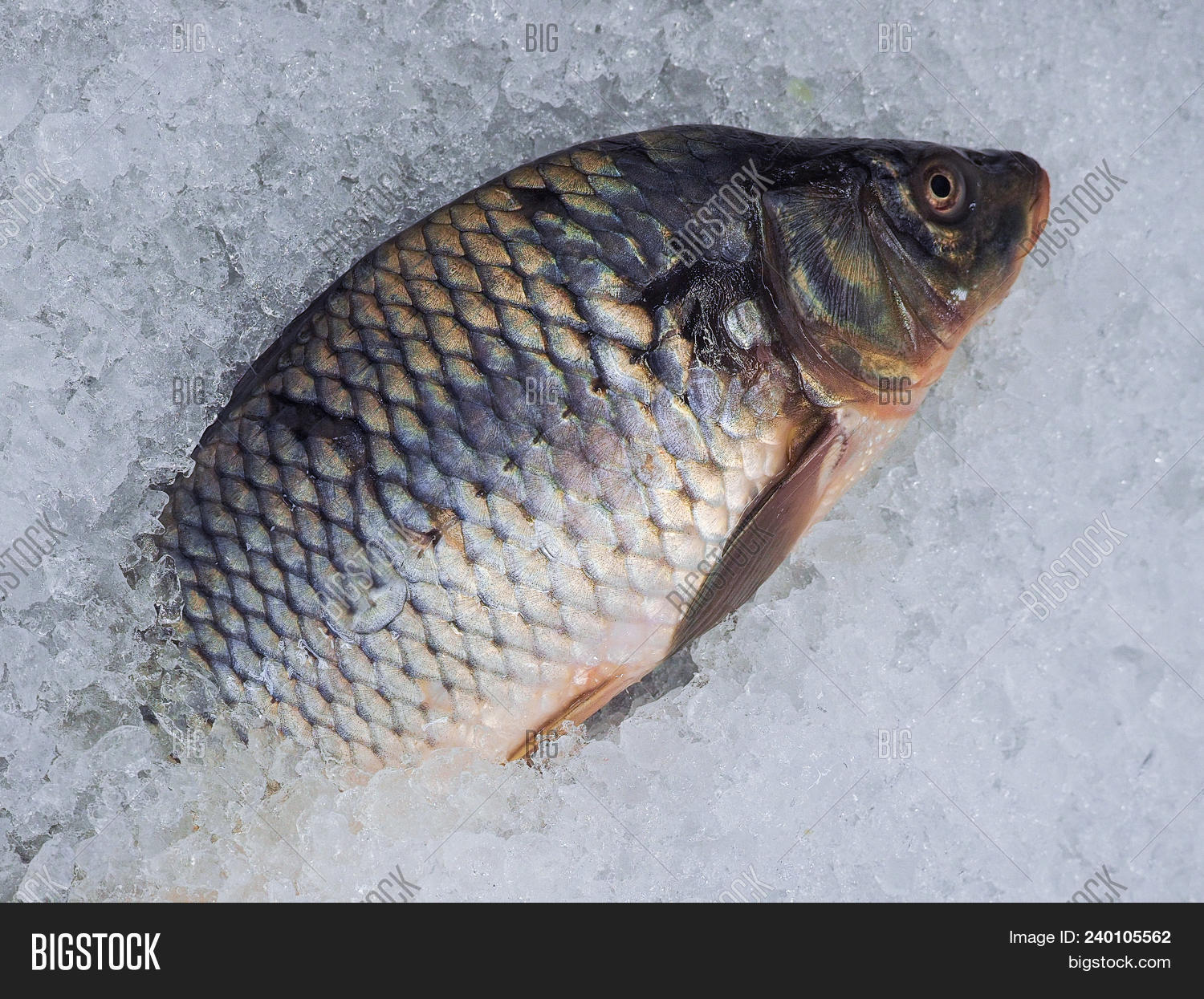 Frozen Fish On Ice. Image & Photo (Free Trial) Bigstock