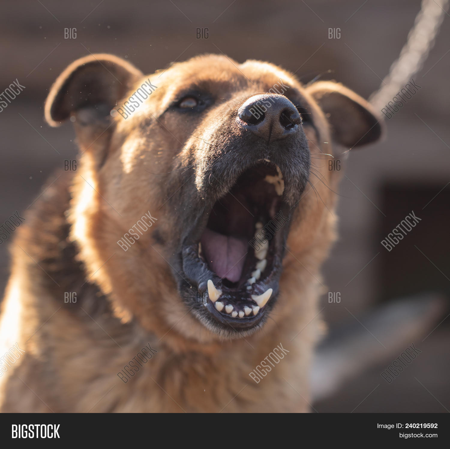 Angry Dog Barks Near Image & Photo (Free Trial) Bigstock