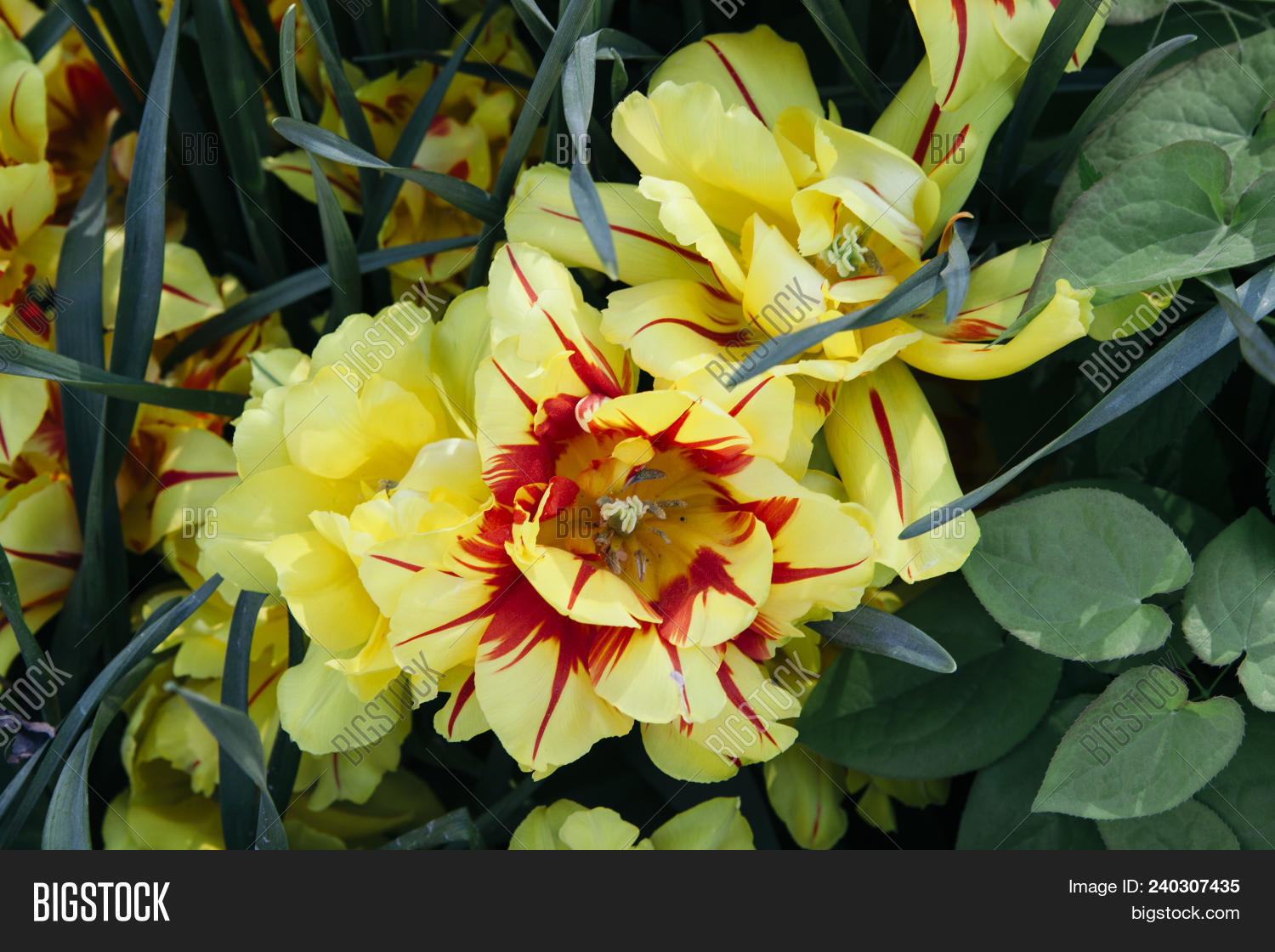 Fluffy Tulip Flowers Image & Photo (Free Trial) | Bigstock