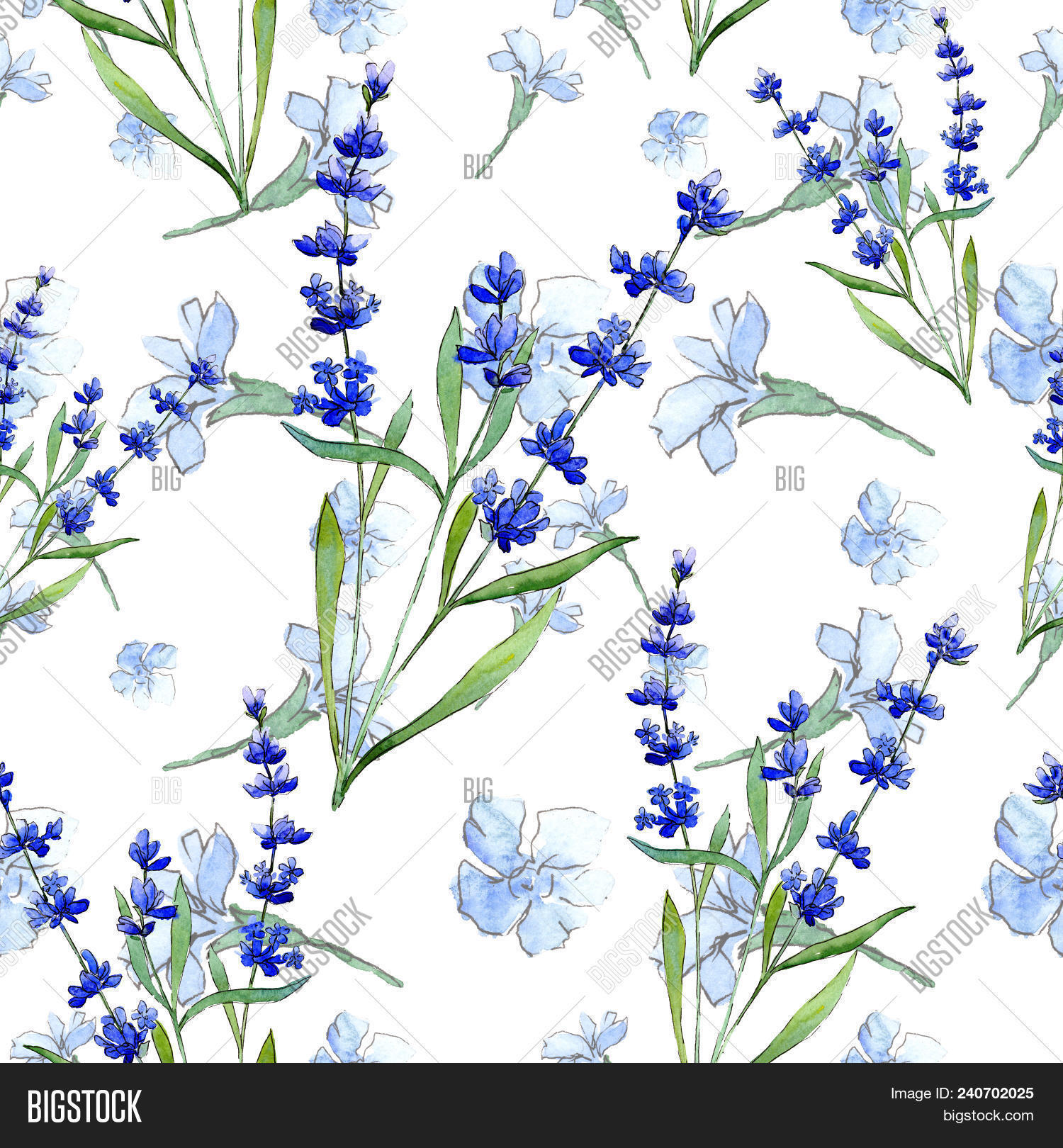 Imagen y foto Blue Lavender. (prueba gratis) | Bigstock