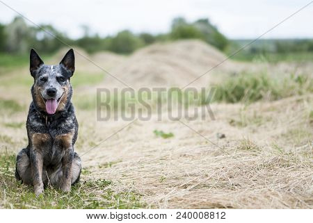 Portrait Of Australian Cattle Dog Sitting On The Road Near The Field.