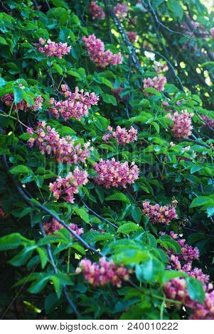 Blooming Chestnut Tree. Pink Blossomed Flowers Of A Chestnut Tree.