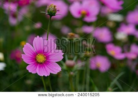 Macro Of Beautiful Daisy Or Cosmos Bipinnata Cav In The Field