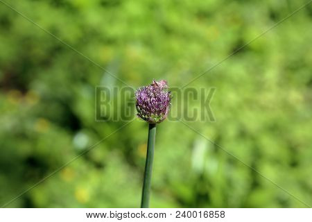 Central Asian Onion Of The Aflatun