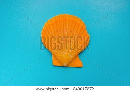 Top View Scallop Shell On A Blue Background