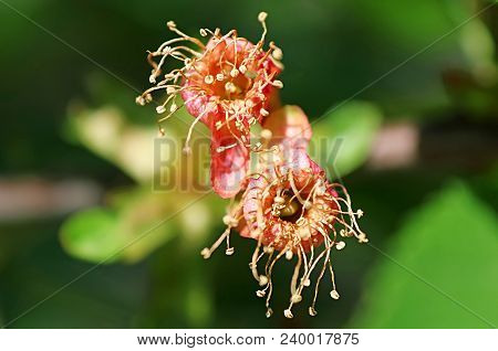 Cherry Tree In The Spring Season, The Flowers Heve Changed Color From White To Red, Prominent Reddis