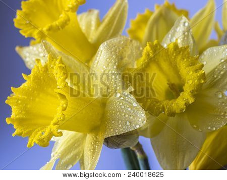 Daffodil Narcissus Is A Genus Of Mainly Hardy, Mostly Spring-flowering, Bulbous Perennials In The Am