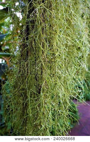 Curtain Of Wet Spanish Moss - Tillandis Usneoides - With Drops