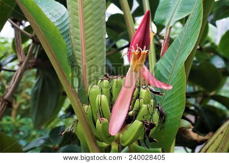 Blossom And Small Green Fruits Of A Banana Tree