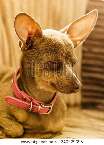 Little Pinscher Ratter Prazsky Krysarik Purebreed Small Dog Sitting Relaxing And Chilling On Sofa Co