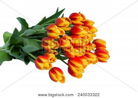 Bouquet Of Red Fresh Spring Tulip Flowers Over White Background