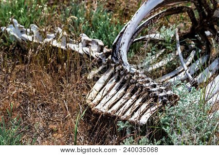 Close Up Remains Of Large Domestic Animal Lying In Field. Famine Concept