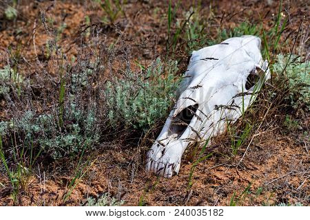 Horse Skull In Grass Close Up