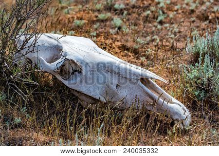 Horse Skull In Grass Close Up
