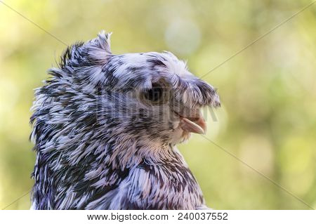 English Fantail Pigeon Closeup, The Background Is Blurred