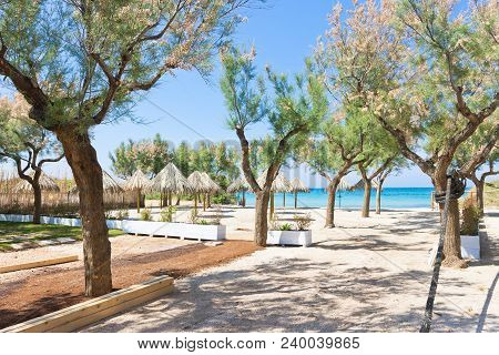 Spiaggia Terme, Apulia, Italy - Trees And Sunshades At The Beach