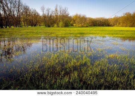 flooded grasland in spring forest