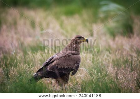 Steppe Eagle / Aquila Nipalensis. Chyornye Zemli (black Lands) Nature Reserve,  Kalmykia Region, Rus