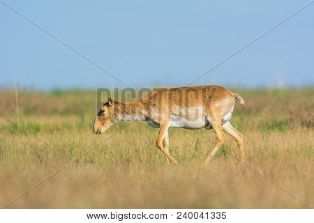 Saiga Tatarica, Chyornye Zemli (black Lands) Nature Reserve,  Kalmykia Region, Russia.