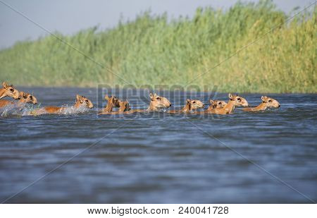 Saiga Tatarica, Chyornye Zemli (black Lands) Nature Reserve