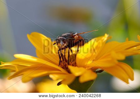 Fly On Flower Collecting Nectar.