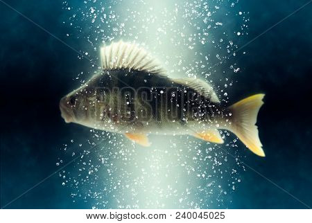 Fish. Big river european perch (Perca fluviatilis). On water background. . Soft focus