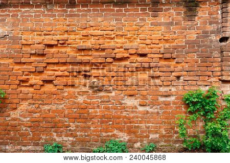 Old Ruined Brown Brick Wall Texture Background With Green Plants Foreground.