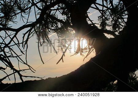 Twisted Desert Juniper Silhouette By The Twilight Sun