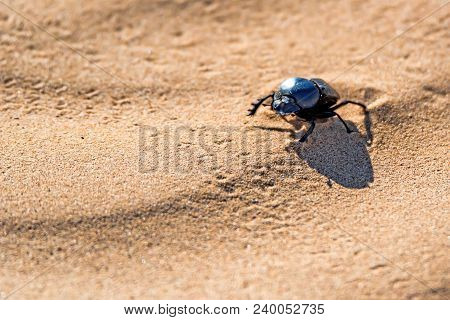 Close Up Single Scarabaeus Sacer Of Sacred Scarab On Ground