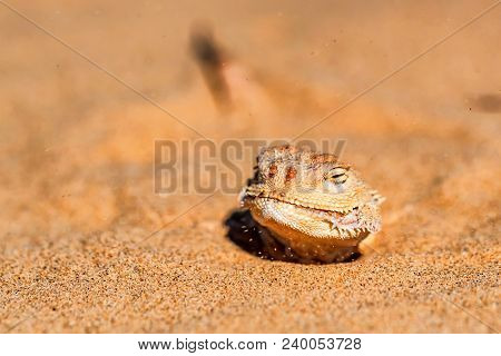Close Up Head Of Spotted Toad-headed Agama Or Phrynocephalus Maculatus With Its Body Buried In Sand 