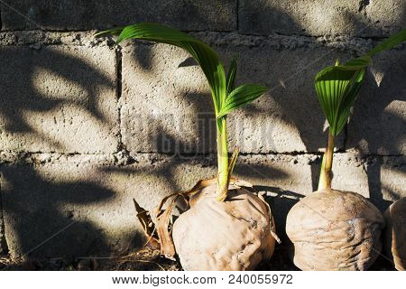 Fresh Palm Tree Sapling In Old Coconut. Coco Nut Seed. Tropical Coco Palm Growing From Seed. Exotic 