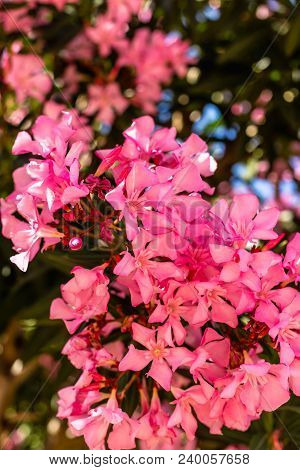 Pink Oleander Flower