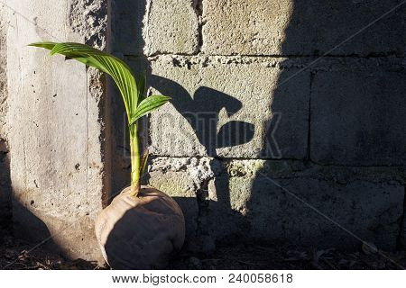 Young Palm Tree Sapling In Old Coconut. Coco Nut Seed. Tropical Coco Palm Growing From Seed. Exotic 