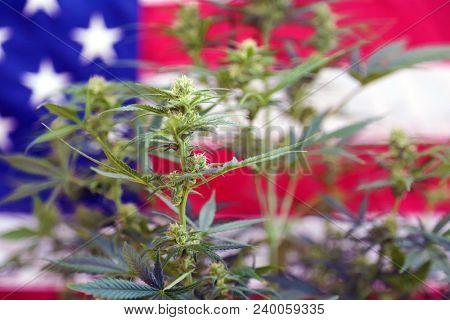Marijuana Plant in front of an American Flag. Female Marijuana Flowers. 